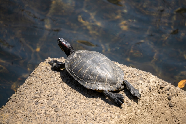 【ペット豆知識】カメの甲羅に刻まれる時間