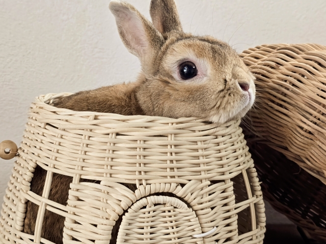 【ペット豆知識】うさぎの耳は体温センサー