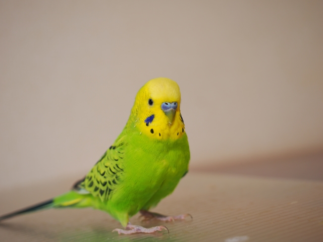 【ペット豆知識】インコは小さなおしゃべりマスター