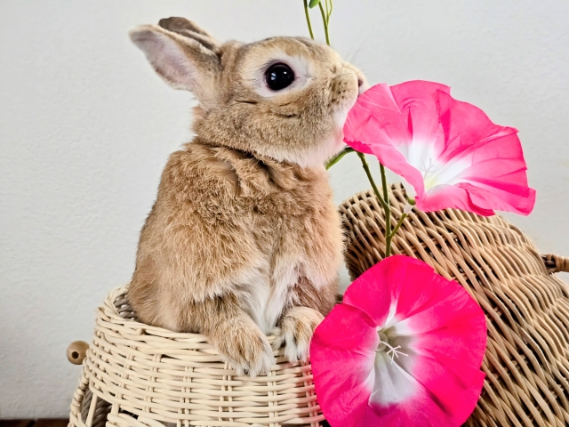 【ペット豆知識】うさぎの歯は一生伸びる