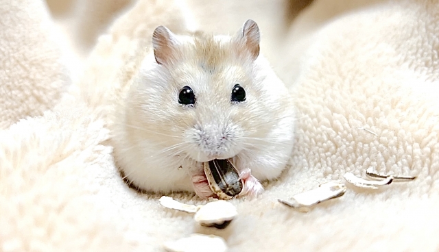 メモリアルグッズ