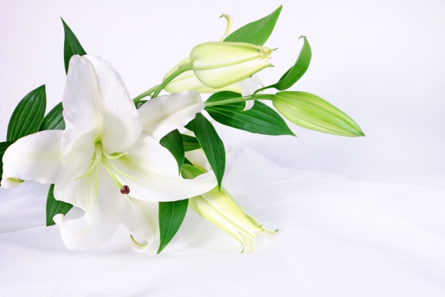 【花言葉】❄️《冬》静けさと祈りの花たち