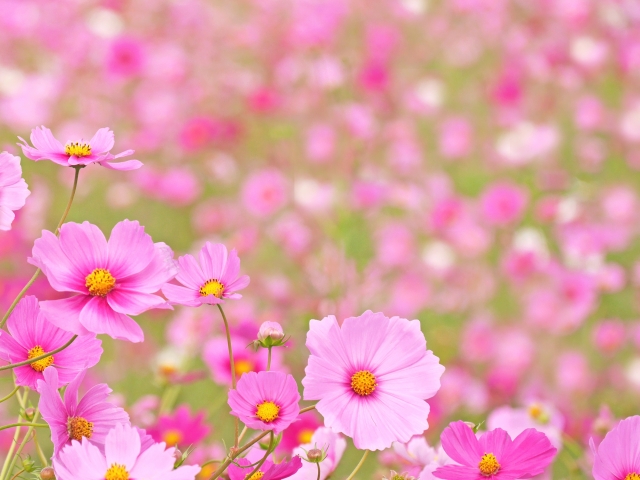 【花言葉】🍁《秋》深まる想いと感謝の花たち
