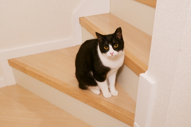 【ペット豆知識】猫のスリスリ、実はマーキング！？