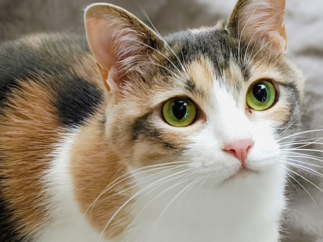【ペット豆知識】猫のヒゲは高性能センサー