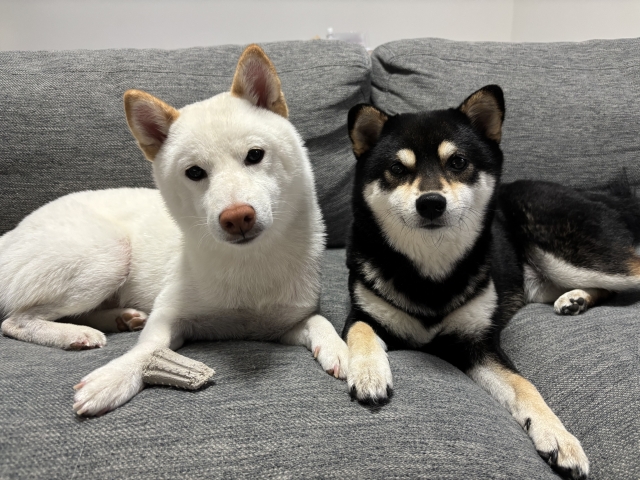 【ペット豆知識】犬にも“利き足”がある！