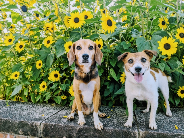【花言葉】☀️《夏》光と生命力を感じる花たち