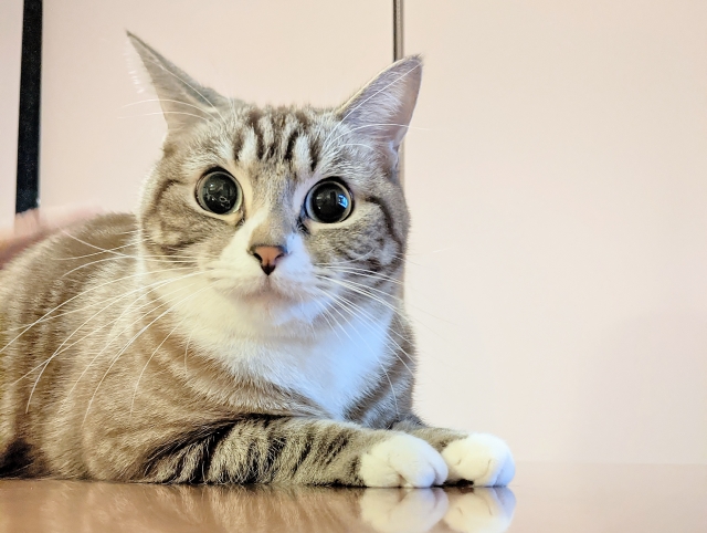 【ペット豆知識】猫は人を“変な猫”だと思ってる！？