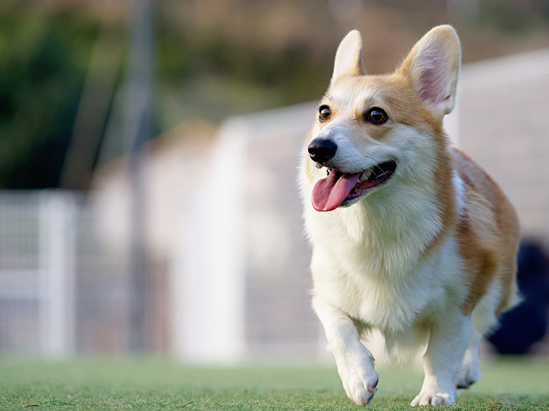 【ペット供養の基礎知識】柴犬やコーギーなどの中型犬。訪問火葬は自宅の駐車場でできる？